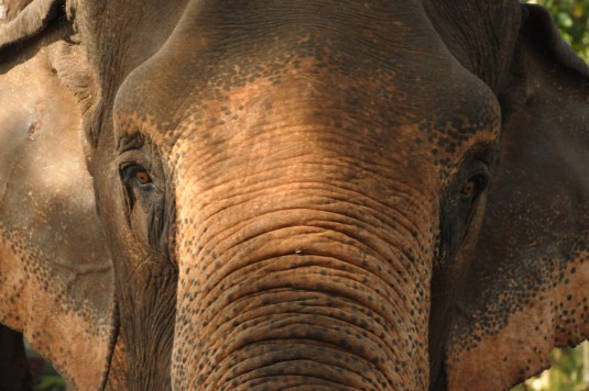 Elephant, Thaïlande, Ganeshapark