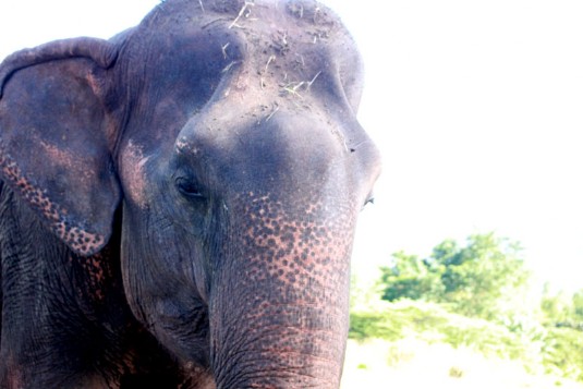 Elephant, Thaïlande, Ganeshapark