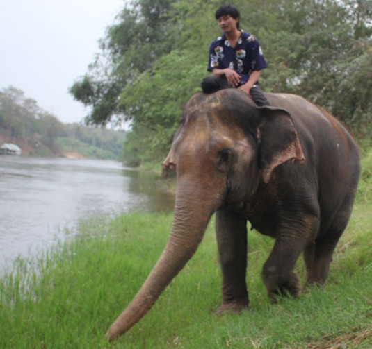 Elephant, Thaïlande, Ganeshapark