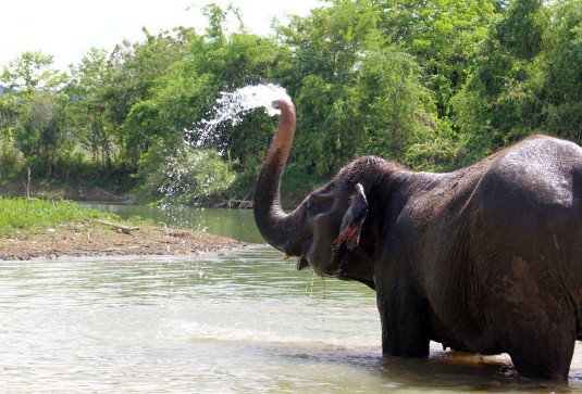 Elephant, Thaïlande, Ganeshapark