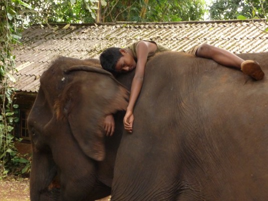 Elephant, Thaïlande, Ganeshapark