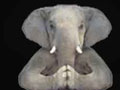 Elephant, Thaïlande, Ganeshapark