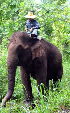 Elephant, Thaïlande, Ganeshapark