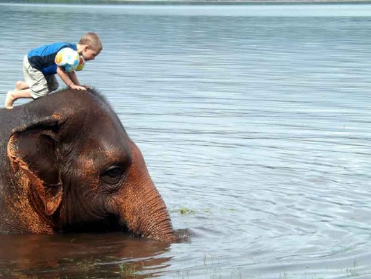 Elephant, Thaïlande, Ganeshapark