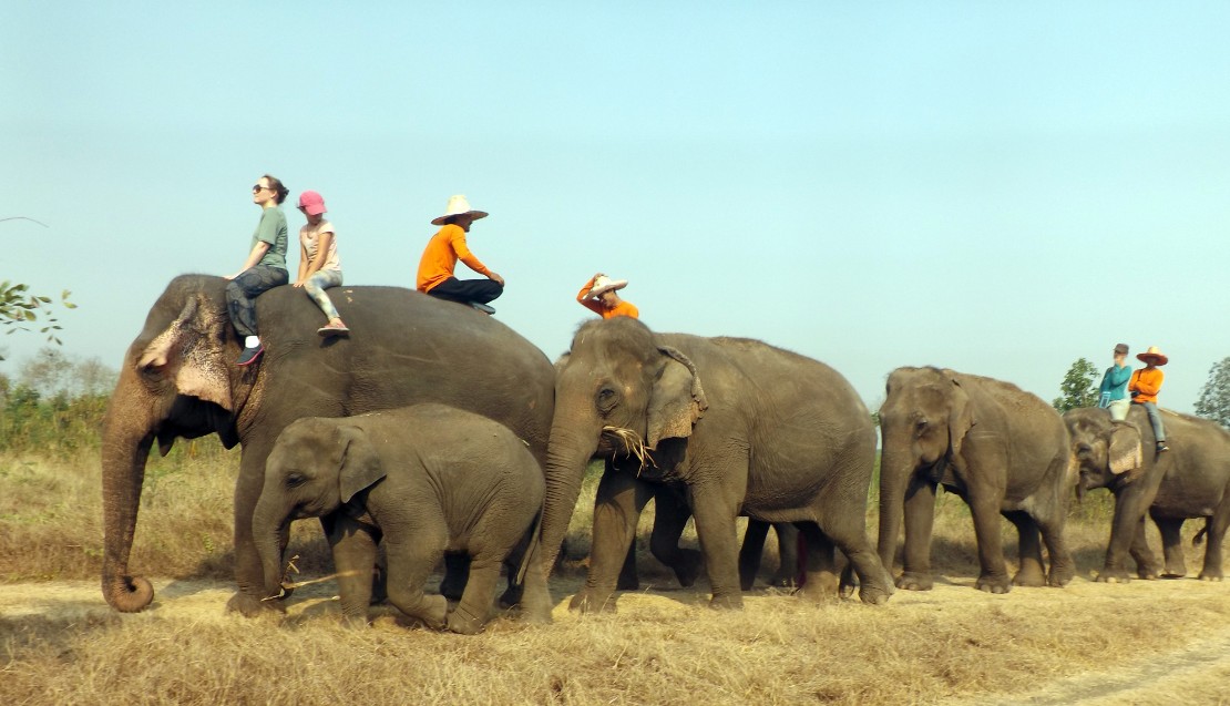 Elephant, Thaïlande, Ganeshapark