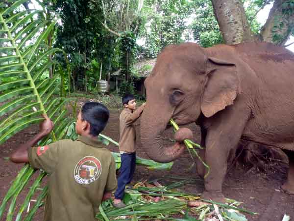 Elephant, Thaïlande, Ganeshapark
